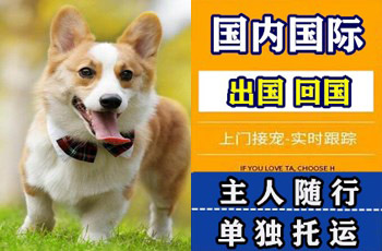 娄底市宠物托运公司娄底市宠物托运公司娄底市宠物托运公司