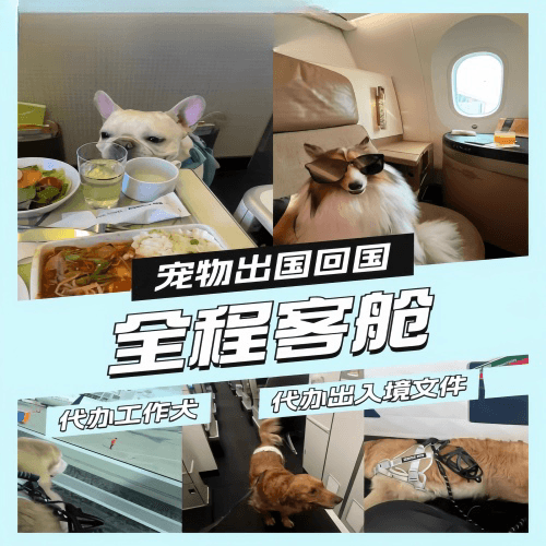 娄底市宠物托运到白俄罗斯宠物入境规定和要求